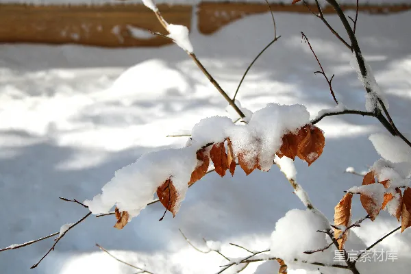 高清摄影 白天覆盖着积雪的棕色树枝