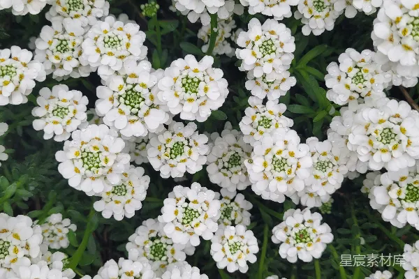 高清摄影 在郁郁葱葱的花园里，白色的花朵盛开。