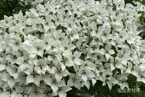 高清摄影 树上开着白色的花