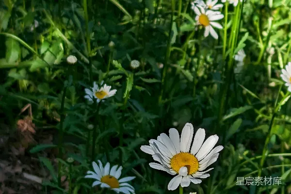 高清摄影 一片开满白色和黄色花朵的田野