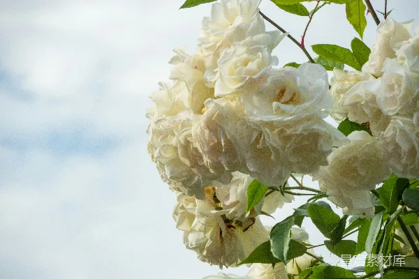 高清摄影 一簇挂在树上的白花