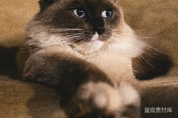 高清摄影 一只棕白相间的猫躺在棕色的布料上。