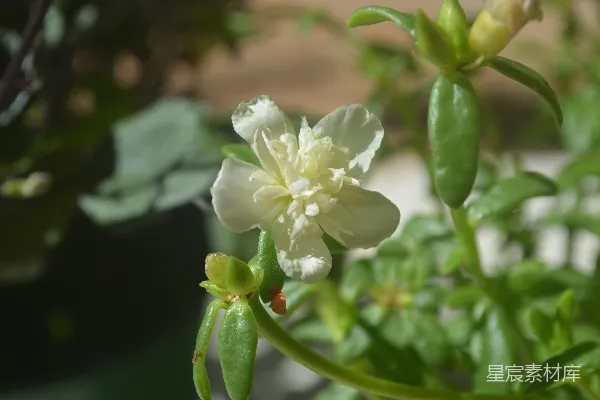 高清摄影 一朵花的特写照片