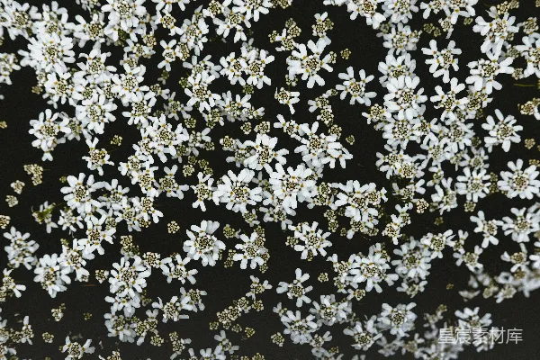 高清摄影 黑白花纹布料