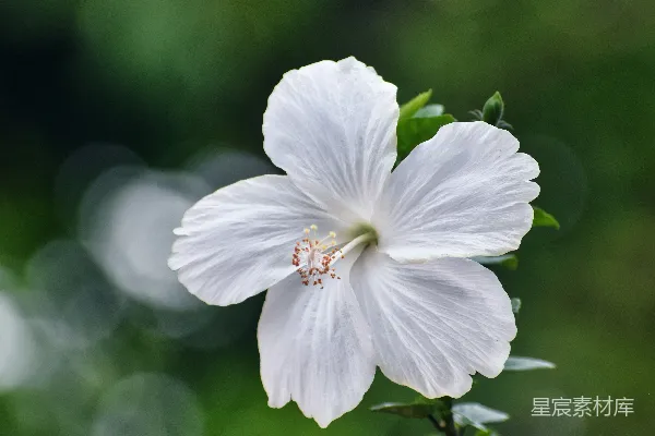 高清摄影 一朵带绿叶的白花