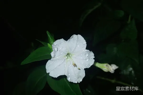 高清摄影 一朵带有水珠的白色花。
