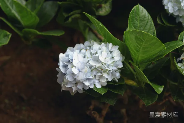 高清摄影 白花绿叶