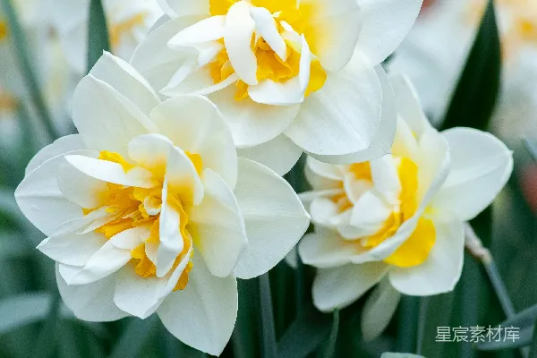 高清摄影 白黄相间的水仙花开在白天。