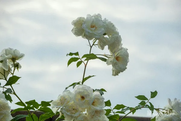高清摄影 一丛带有绿色叶子的白色花朵