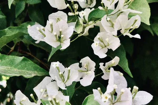 高清摄影 一丛白花绿叶。