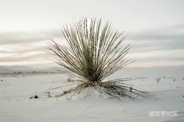 高清摄影 一棵小植物正在雪中生长。