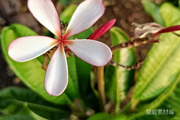 高清摄影 花园里的一朵粉白相间的花