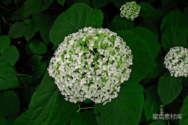 高清摄影 白花绿叶