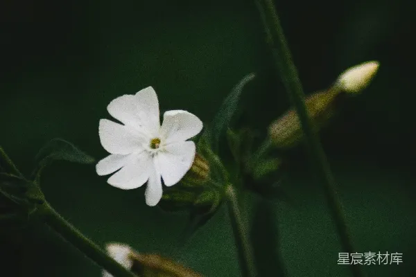 高清摄影 白天盛开的白色五瓣花