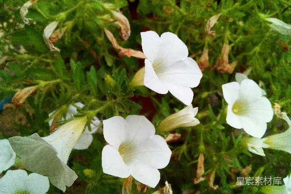 高清摄影 一簇白色花朵生长在花园里