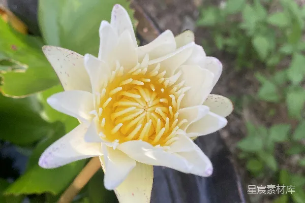 高清摄影 一朵白黄相间的花儿坐落在郁郁葱葱的绿植上。