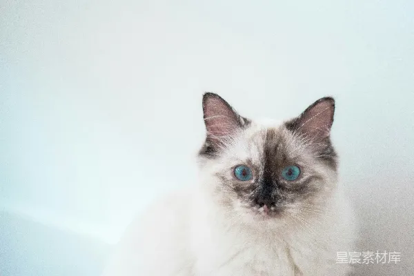 高清摄影 长毛的白黑相间的猫