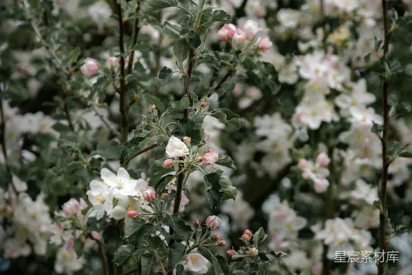 高清摄影 白花覆盖了树枝。