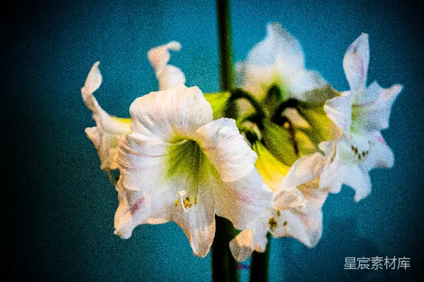 高清摄影 一束花在花瓶中的特写