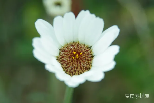 高清摄影 一朵花的特写，背景模糊不清。