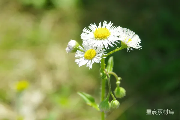 高清摄影 一朵花的特写