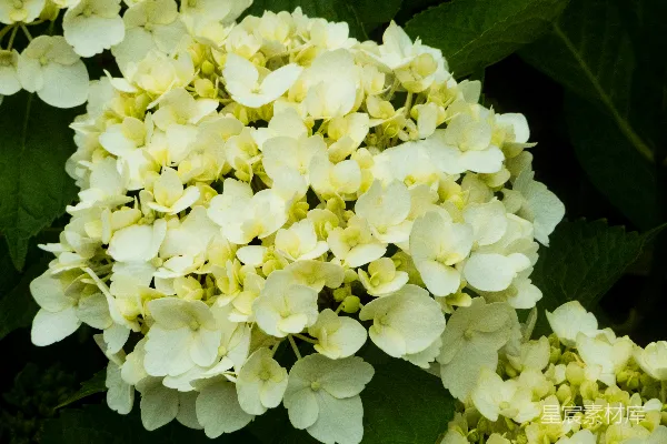 高清摄影 白花绿叶