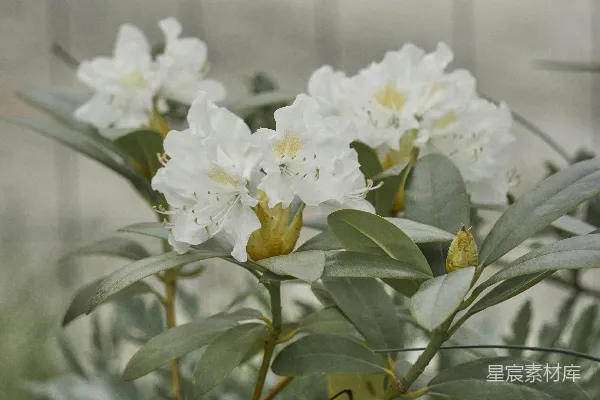 高清摄影 一束白色花朵和绿叶的特写。