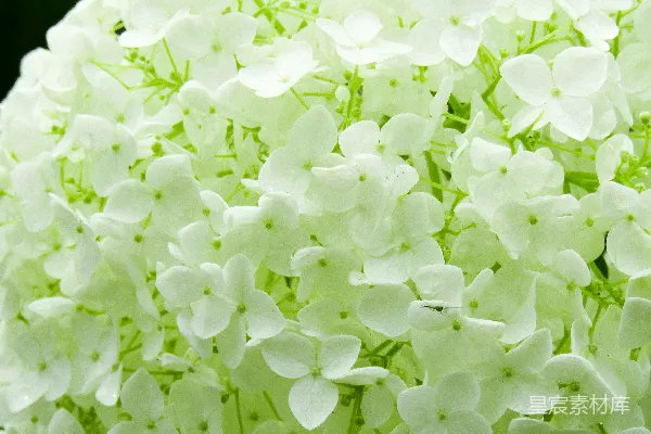 高清摄影 绿色和白色花瓣