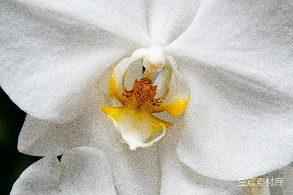 高清摄影 白色花瓣的花特写摄影