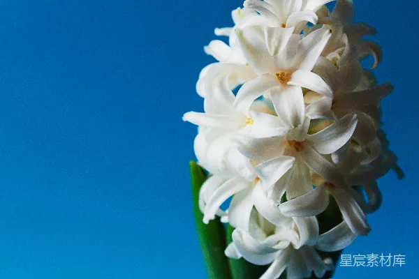 高清摄影 一束白色花朵放在花瓶里