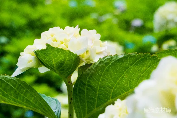 高清摄影 倾斜镜头拍摄的白花