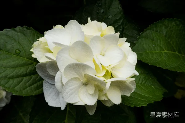 高清摄影 白花配绿叶