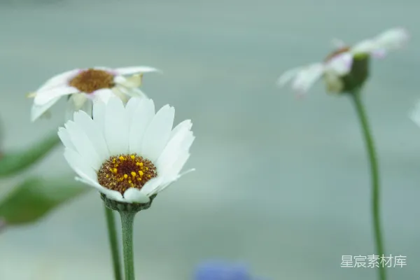 高清摄影 一朵花的特写，背景模糊不清。