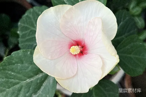 高清摄影 一朵粉白相间的花，绿色的叶子。