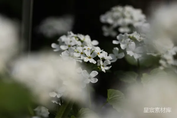 高清摄影 一簇白花和绿叶