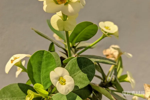 高清摄影 一盆带有白色花朵和绿色叶子的植物