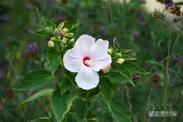 高清摄影 一朵带有红色中心的白色花朵，周围环绕着绿色的叶子。