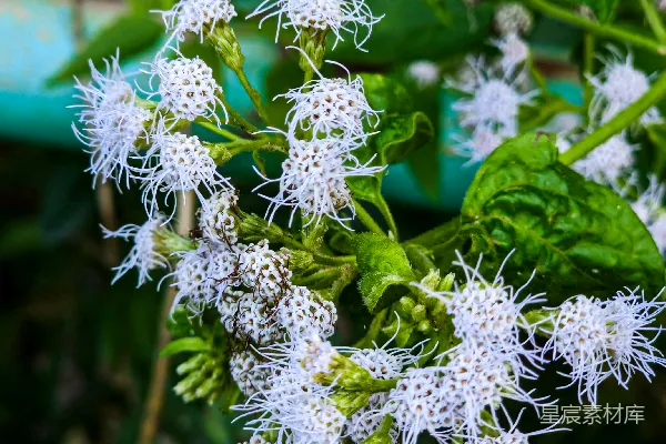 高清摄影 在绿叶间，白花绽放。