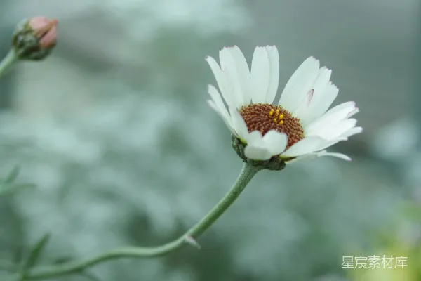 高清摄影 一朵花的特写，背景模糊。