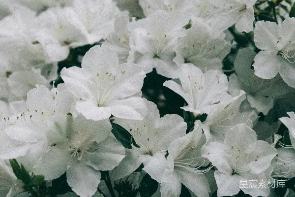 高清摄影 一簇盛开的白色花朵