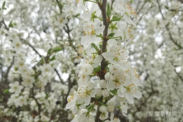 高清摄影 一棵开白色花的树