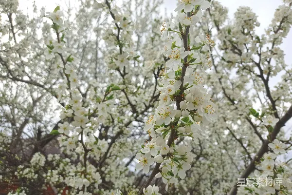 高清摄影 一棵开白花的树