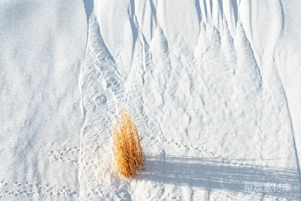 高清摄影 一株麦子在雪地里
