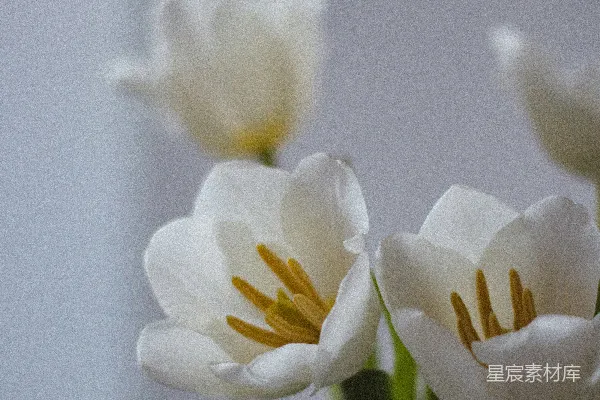 高清摄影 倾斜镜头拍摄的白色和黄色花朵