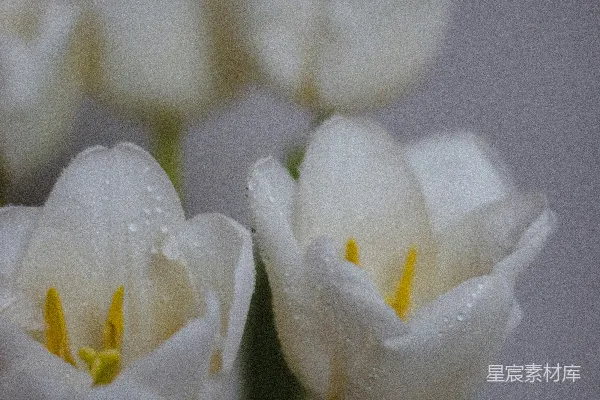 高清摄影 一簇白花，上面有水滴。