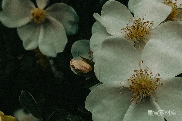 高清摄影 一群白色花朵和绿色叶子