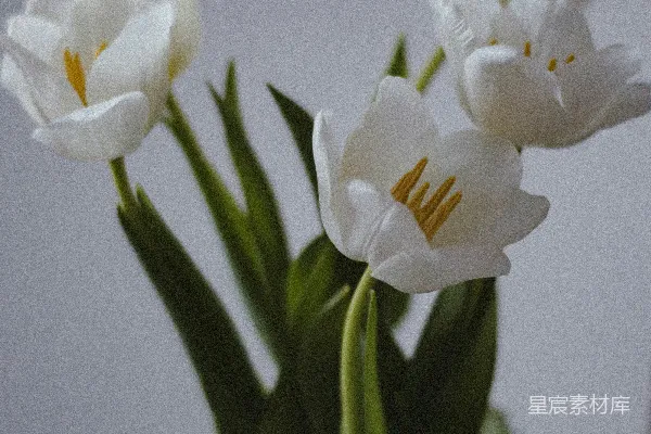 高清摄影 一个装满白花的花瓶放在桌子上。