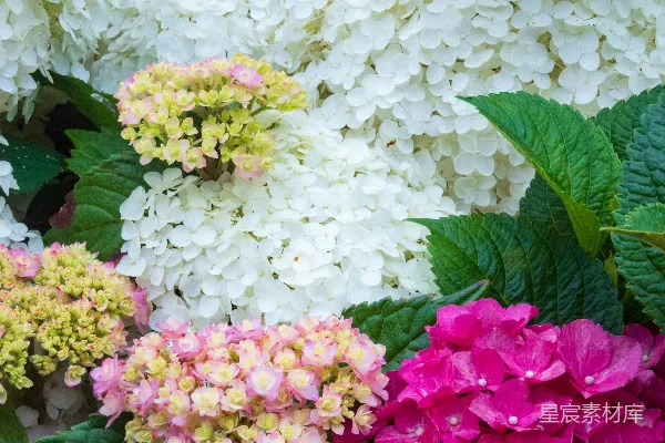 高清摄影 一簇花