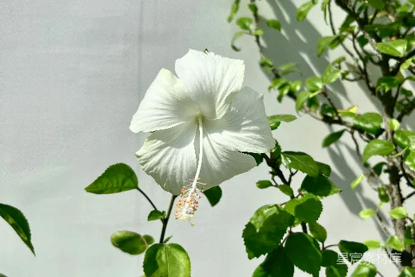 高清摄影 一株白花，绿叶，背景是白墙。