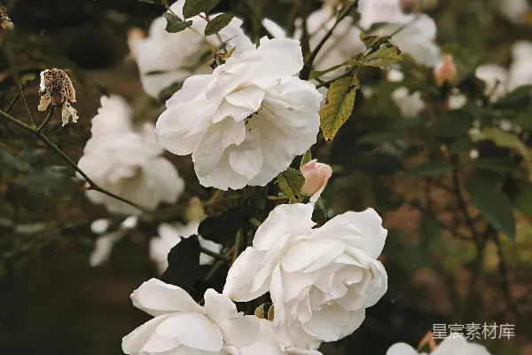 高清摄影 一丛白色花朵和绿色叶子的植物